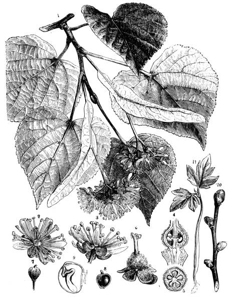ботаники растения антикварная гравировка иллюстрация: tilia cordata (мелколиковой извести, липа с маленькими листьями липы) - ochoa stock illustrations
