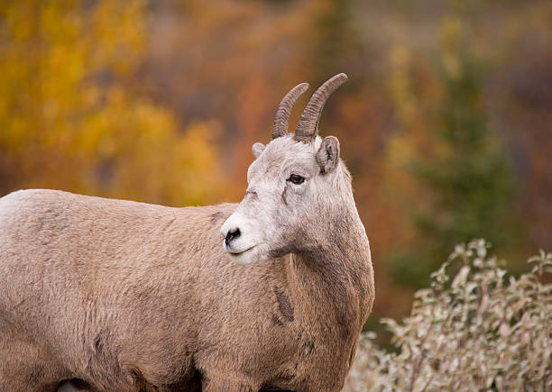 Photo shows three bighorn sheep - two on the road side, and one on the road.  They are licking salt that has been put on the road to reduce ice build up during the winter.  Salt is a mineral they need to survive.  A large commercial truck is moving fast toward the sheep.  There are signs warning drivers to be cautious of the sheep, but with many concrete quarries in the area the sheep face death and injury from large fast moving vehicles on the road to ensure the business production keeps moving.  Near Canmore, Alberta, in the Rocky Mountains.