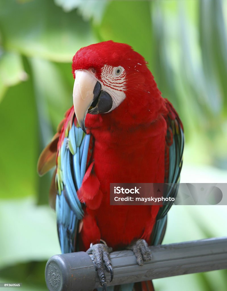 Parrot - red blue macaw  Animal Stock Photo