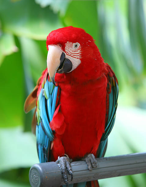 Parrot - red blue macaw  richie mccaw stock pictures, royalty-free photos & images