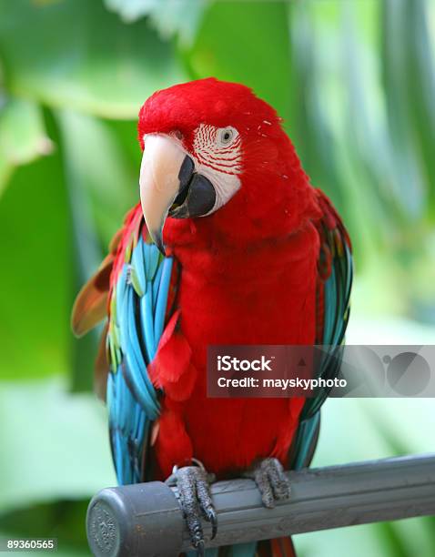 Parrot Red Blue Macaw Stock Photo - Download Image Now - Animal, Animal Tongue, Beauty