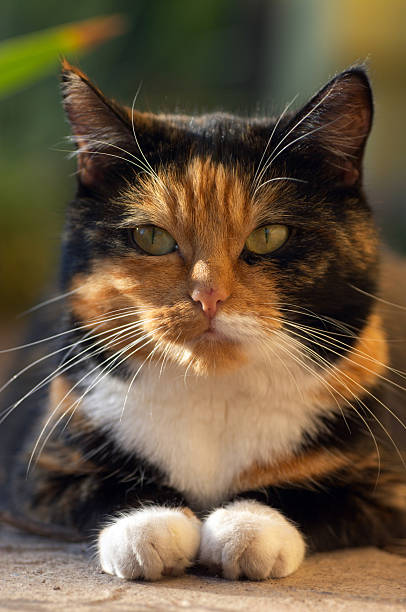 istock Portrait of a cat 89360772