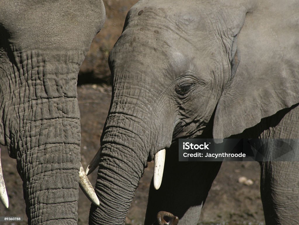 Botsuana elephant - Foto de stock de Aire libre libre de derechos