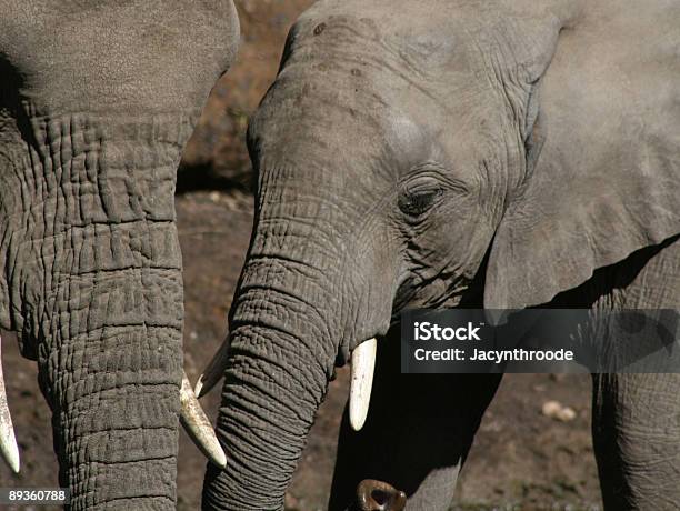 Botsuana Elephant Foto de stock y más banco de imágenes de Aire libre - Aire libre, Animales de Safari, Animales salvajes