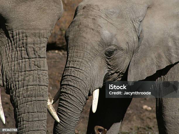 Botsuanadeelefante - Fotografias de stock e mais imagens de Animal de Safari - Animal de Safari, Animal selvagem, Ao Ar Livre