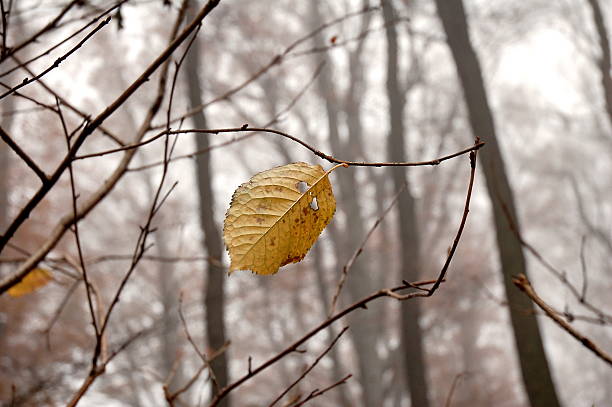 Autumn spirit stock photo