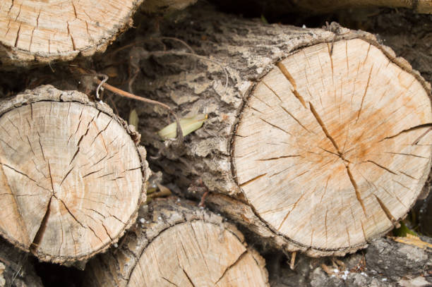 istock Felled tree trunks, the view on the cut of the ring 893608344