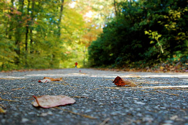 Pelo caminho da vida - foto de acervo