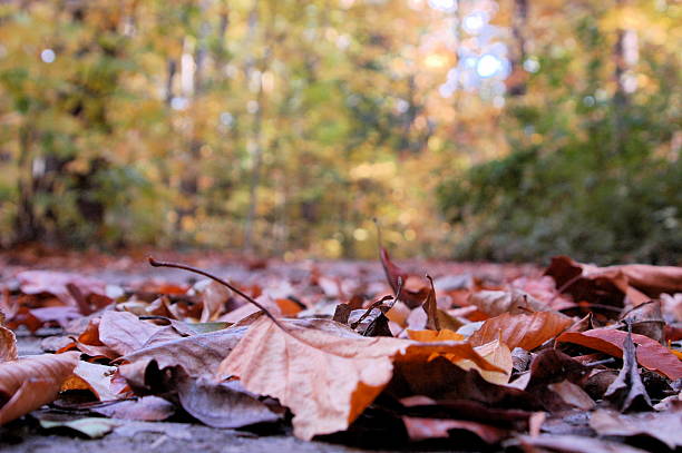 Folhas de outono - foto de acervo