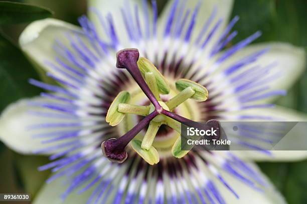 Passionflower Stockfoto und mehr Bilder von Blau - Blau, Blume, Blühend