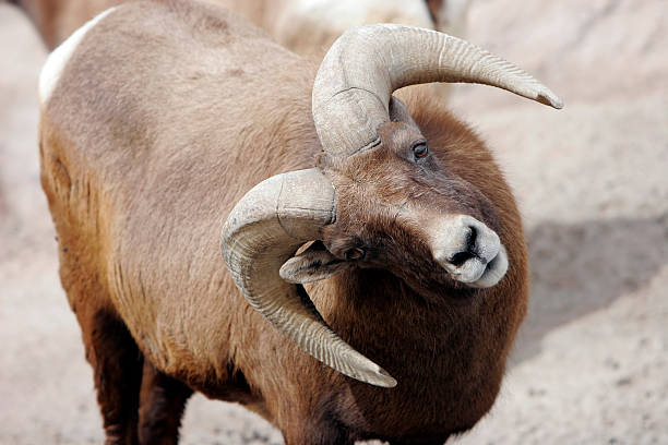 istock Humorous Rocky Mountain Bighorn Sheep 89361054
