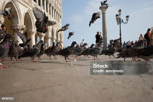 Colombe Di Venezia - Fotografie stock e altre immagini di Architettura - Architettura, Bienniale, Casa