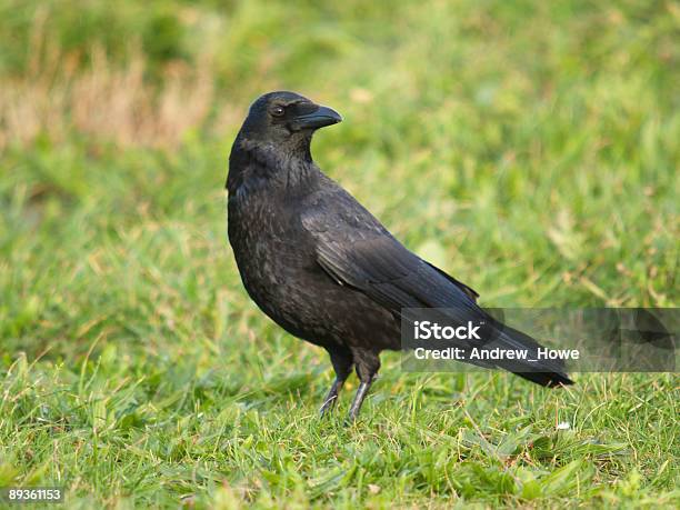 Foto de Carrion Crow e mais fotos de stock de Corvo - Corvo, Carniça, Pássaro