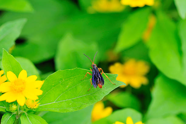 Insecte sur feuilles colorées - Photo