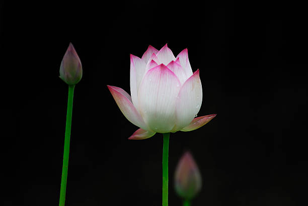 Lotus - Photo