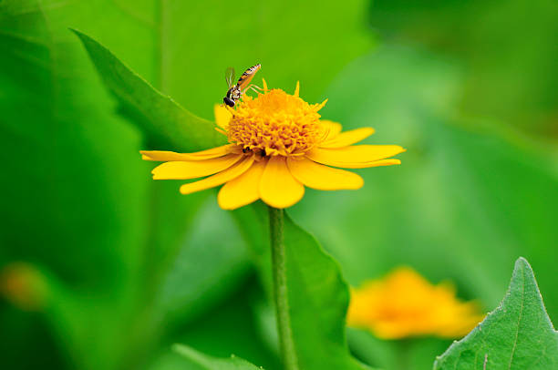 Mini Abeille sur une marguerite sauvage - Photo