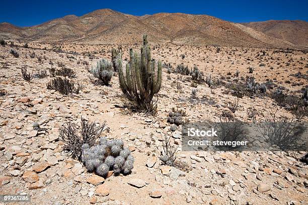 Il Deserto Di Atacama Cactii - Fotografie stock e altre immagini di Cile - Cile, Deserto, Regione di Coquimbo