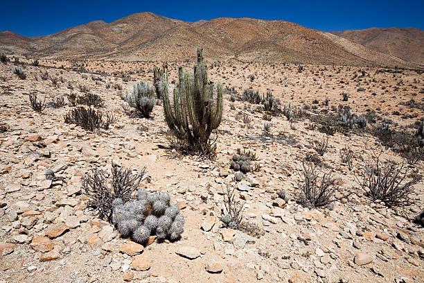 Close up picture of cactus blooming flowers in Tenerife Canary Islands
