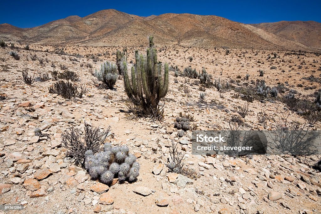 В пустыне Атакама Cactii - Стоковые фото Пустыня роялти-фри