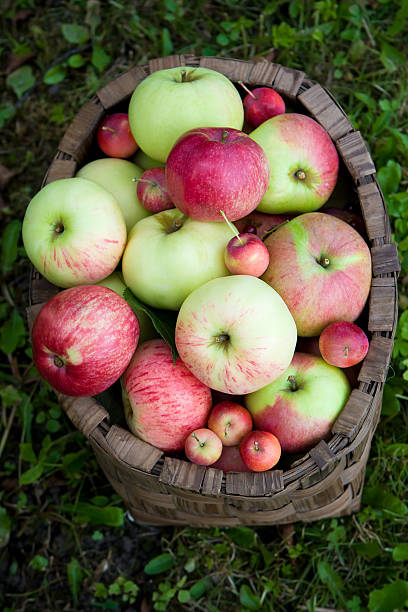 Manzanas en la cesta - foto de stock