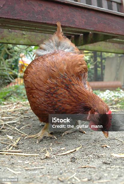 Frango De Granja - Fotografias de stock e mais imagens de Agricultura - Agricultura, Animal, Animal de Estimação