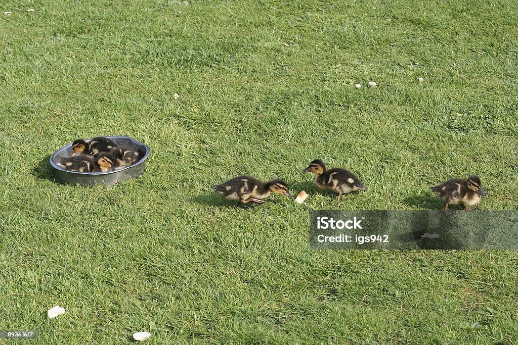 Mallard Ducklings - Foto de stock de Aire libre libre de derechos