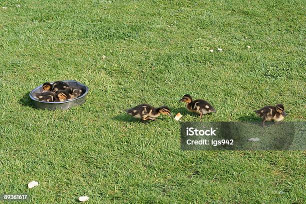 マラード Ducklings - ウォーターフォウル湖のストックフォトや画像を多数ご用意 - ウォーターフォウル湖, オックスフォードシャー, カラー画像