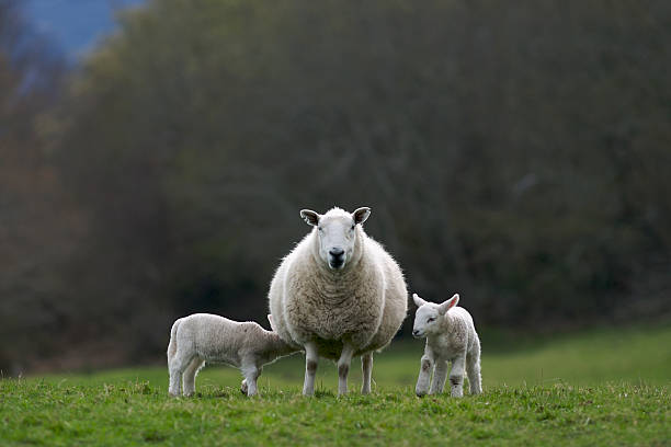 Lambs suckling ewe  ewe stock pictures, royalty-free photos & images