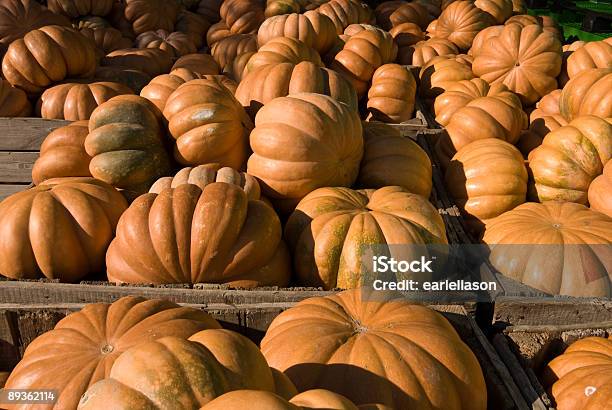 Zucca Harvest - Fotografie stock e altre immagini di Zucca - Zucca, Ondulato, Agricoltura