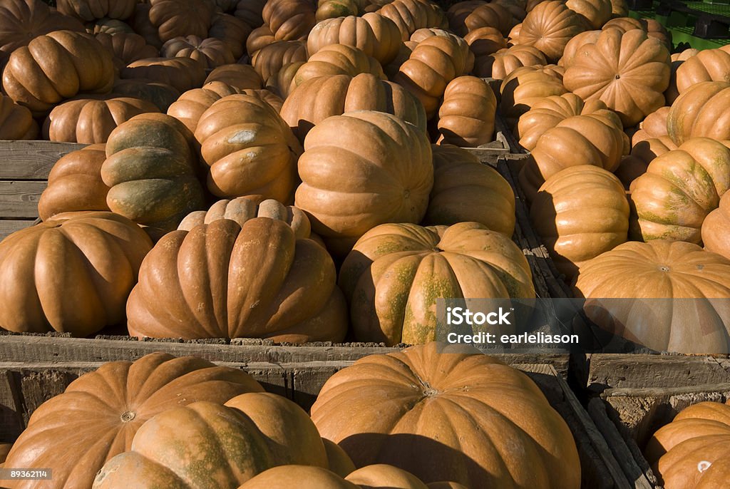 Pumpkin Harvest  Pumpkin Stock Photo