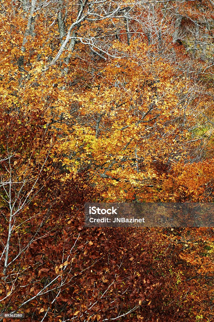 Couleurs de l'automne - Photo de Angle de prise de vue libre de droits