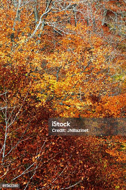 秋の色 - さくらんぼ色のストックフォトや画像を多数ご用意 - さくらんぼ色, オレンジ色, カラフル
