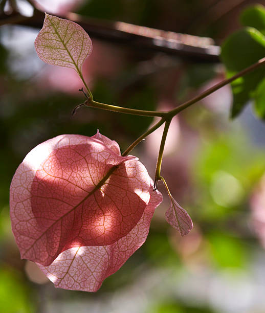 Botanical Garden, Copenhagen. stock photo