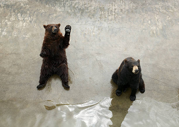 Teddy Bears Begging stock photo