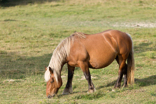 istock Horses grazing in summer in Navarra. 893626788