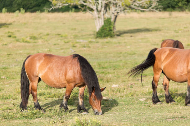 istock Horses grazing in summer in Navarra. 893626856