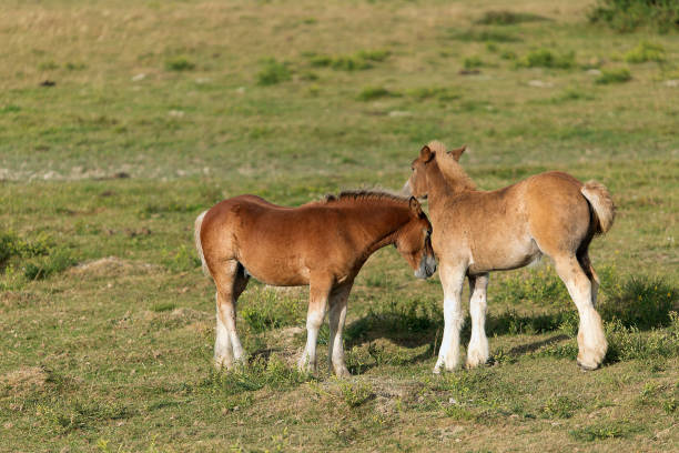 istock Horses grazing in summer in Navarra. 893626936