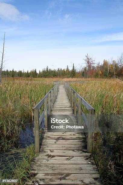 Photo libre de droit de Jack Pine Sentier De Promenade banque d'images et plus d'images libres de droit de Allée couverte de planches - Allée couverte de planches, Arbre, Automne