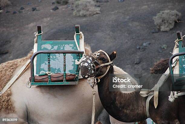 Foto de Bebê De Camelo e mais fotos de stock de Andar - Andar, Animal, Areia