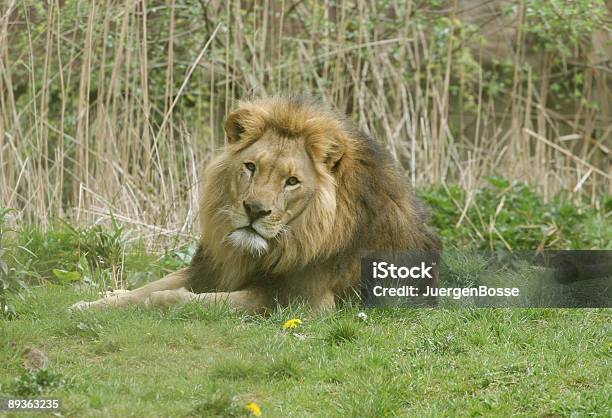 Lion Stock Photo - Download Image Now - Africa, Animal, Animal Wildlife