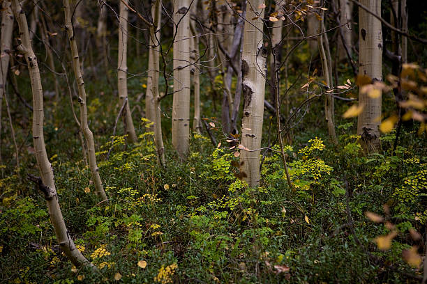 Árvores de Aspen - foto de acervo