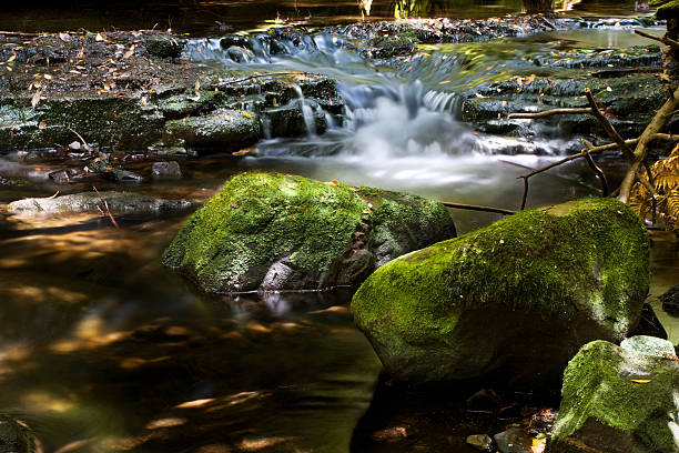 Close up of fresh water waterfalls in lush green rainforest in New Zealand