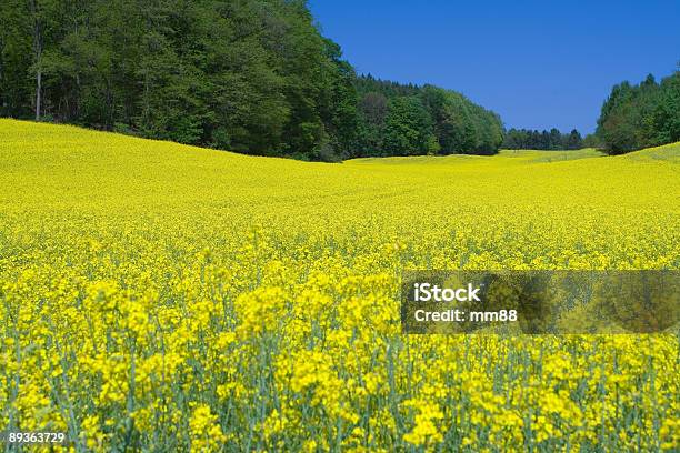 Campo De Colza - Fotografias de stock e mais imagens de Agricultura - Agricultura, Ajardinado, Alemanha