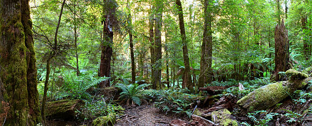 Rainforest Panorama  australian forest stock pictures, royalty-free photos & images