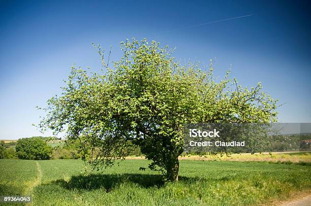 Melo - Fotografie stock e altre immagini di Agricoltura - Agricoltura, Albero, Ambientazione esterna