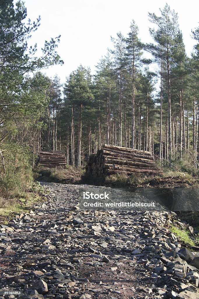 Forest route - Photo de Arbre libre de droits