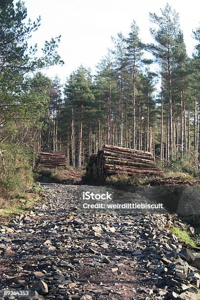 Floresta Estrada - Fotografias de stock e mais imagens de Ao Ar Livre - Ao Ar Livre, Escócia, Estrada