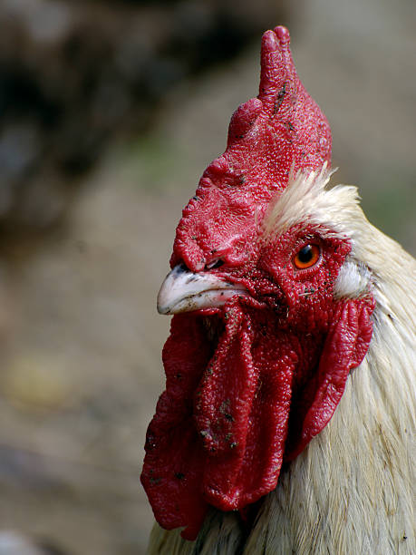 cock stock photo