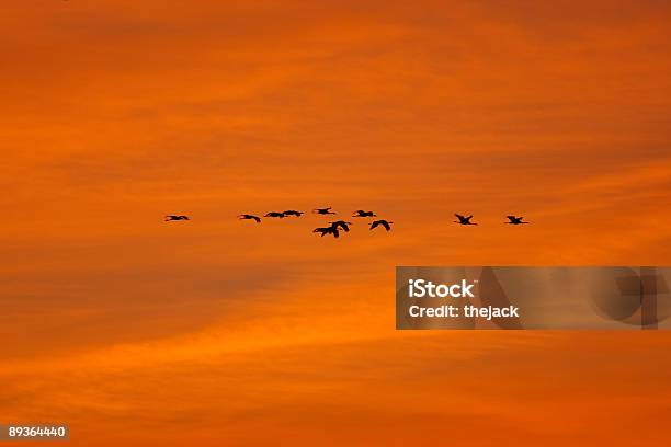 Migração De Guindastes - Fotografias de stock e mais imagens de Alemanha - Alemanha, Animal em via de extinção, Animal selvagem