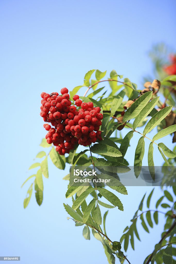 ashberry - Photo de Animaux à l'état sauvage libre de droits